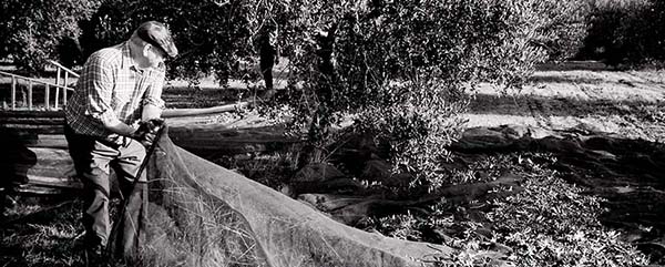 Finca Els Hostalets